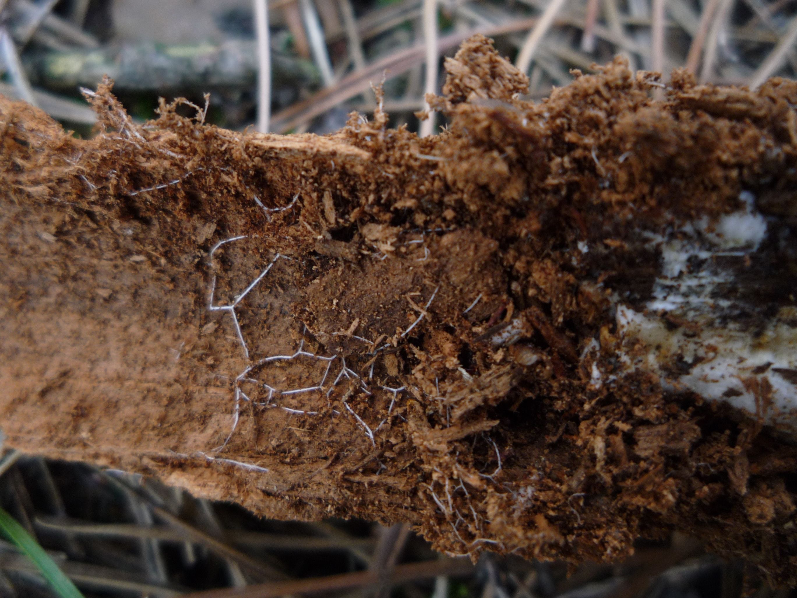 The Mushroom Motherboard: The Fungal Computers That Might Change Everything