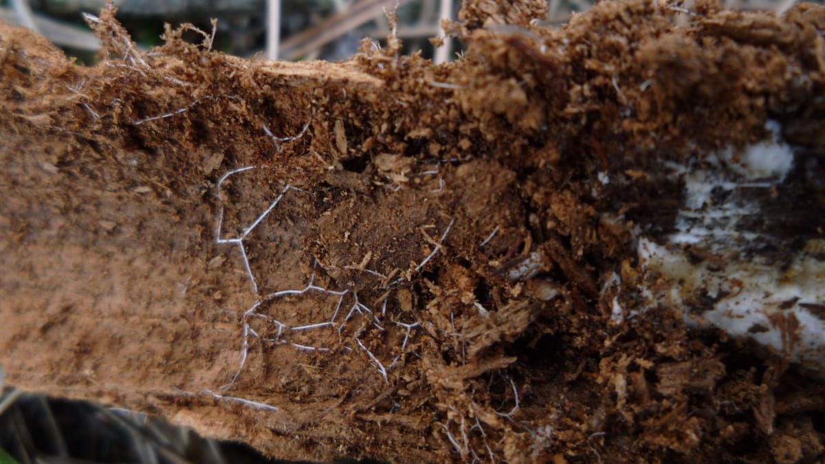 The Mushroom Motherboard: The Fungal Computers That Might Change Everything