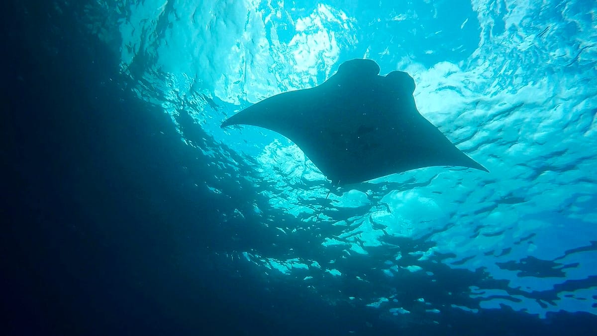 The Manta Ray: How America's Futuristic Underwater Drone will Change Warfare.